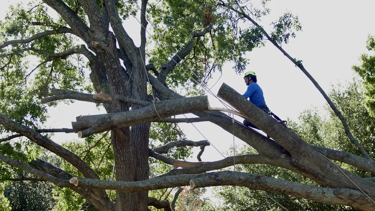 Professional Crown Thinning performed by certified arborists in Coleman Falls